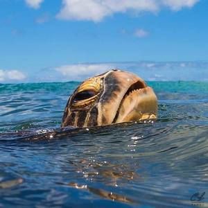 Meet your Posher, Carl